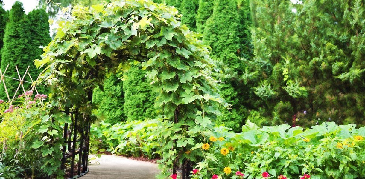 zielona pergola