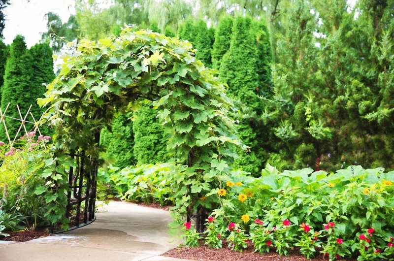 zielona pergola
